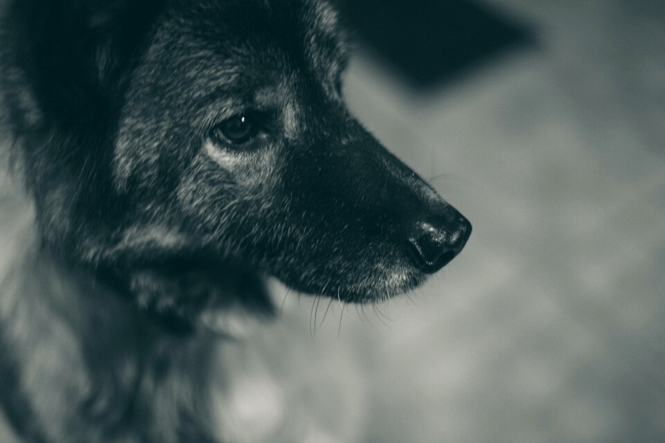 Free stock photo of animal, black and-white, dog