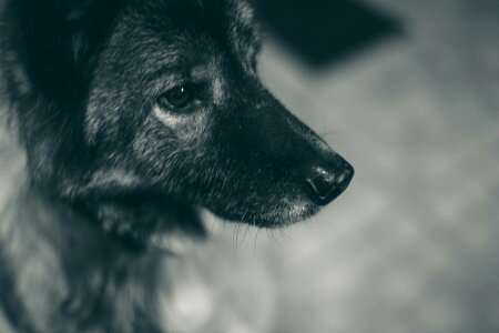 Free stock photo of animal, black and-white, dog photo