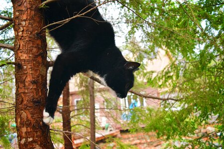 Free stock photo of cat, climb, pet