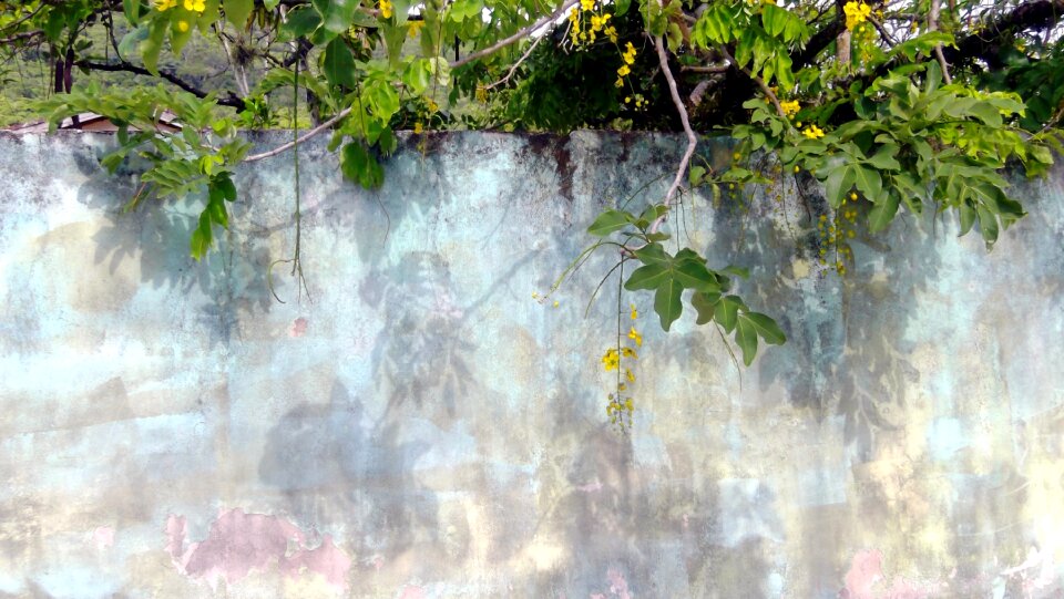 Free stock photo of nature, wall