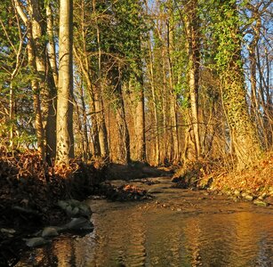 Free stock photo of green, stream, trees photo