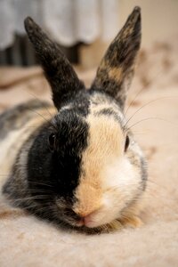 Free stock photo of animal, bunny, closeup photo