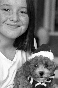 Free stock photo of black and-white, portrait, puppy photo