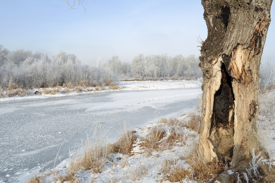 Nature frost christmas