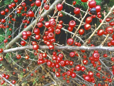 Free stock photo of berries, nature, red photo