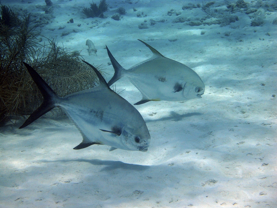 Swimming marine tropical