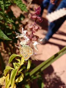 Free stock photo of butterfly, flower, focus