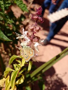 Free stock photo of butterfly, flower, focus photo