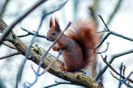 Brown Squirrel on Branch at Daytime
