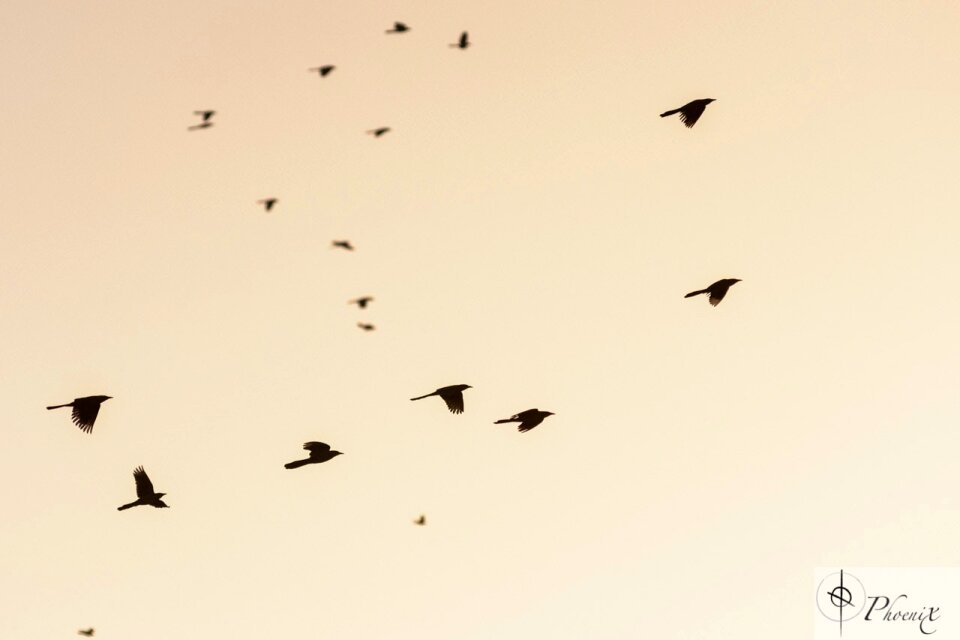 Free stock photo from Tookapic