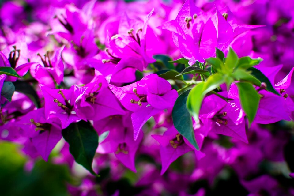 Free stock photo of flowers, nature