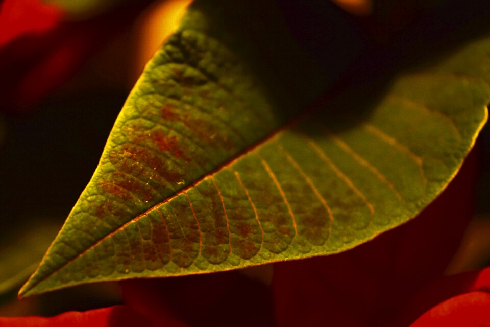 Free stock photo of nature