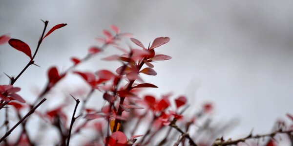 Free stock photo of nature, red, winter photo