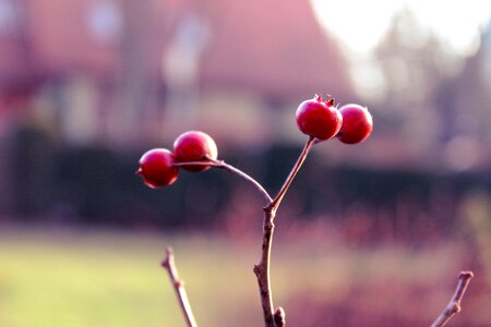 Free stock photo of red, tree