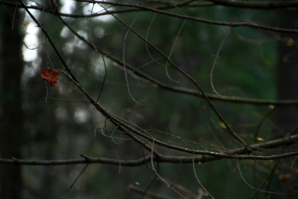 Free stock photo of forest, nature