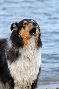 Barking protect sea