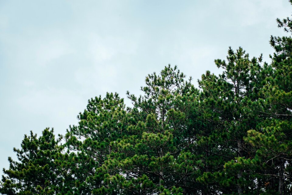 Free stock photo of clouds, forest, green photo