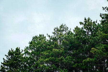 Free stock photo of clouds, forest, green photo