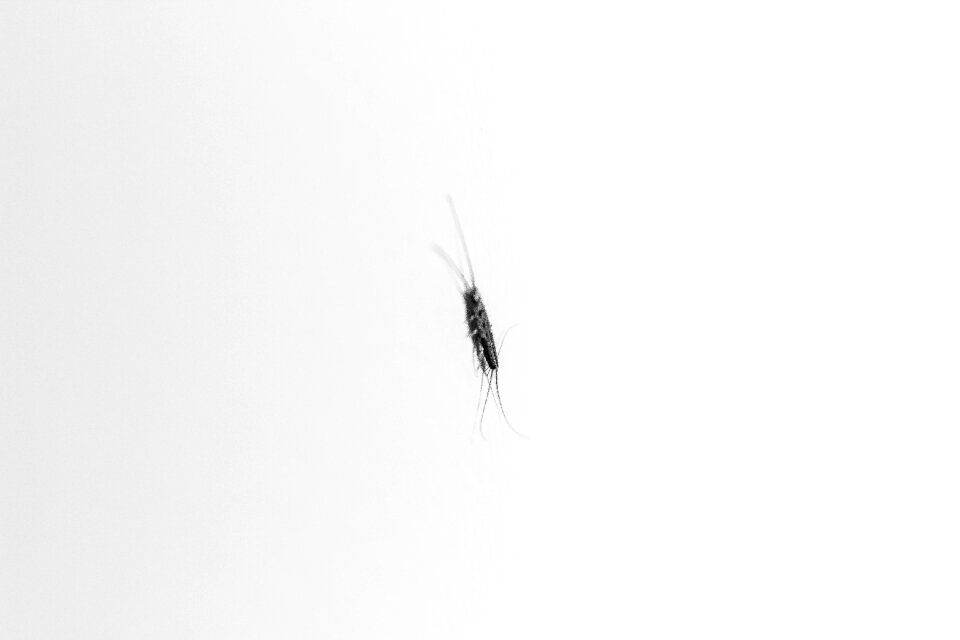 Free stock photo of antennas, antennes, bug