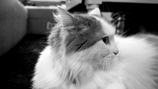 Free stock photo of animal, bw, cat photo