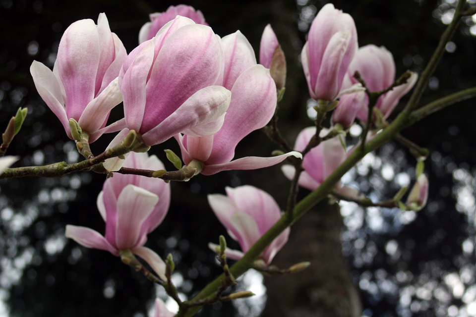 Blossom bloom spring photo