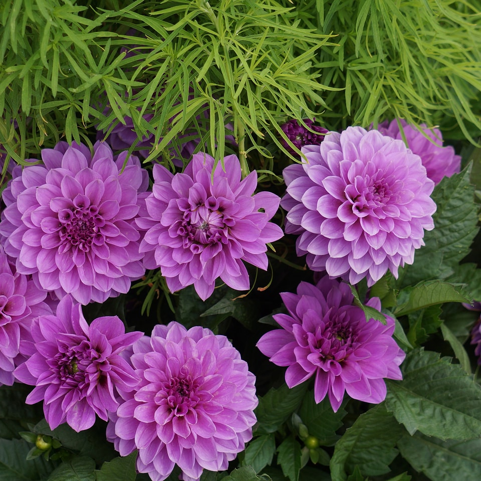 Pink flower ornamental plants