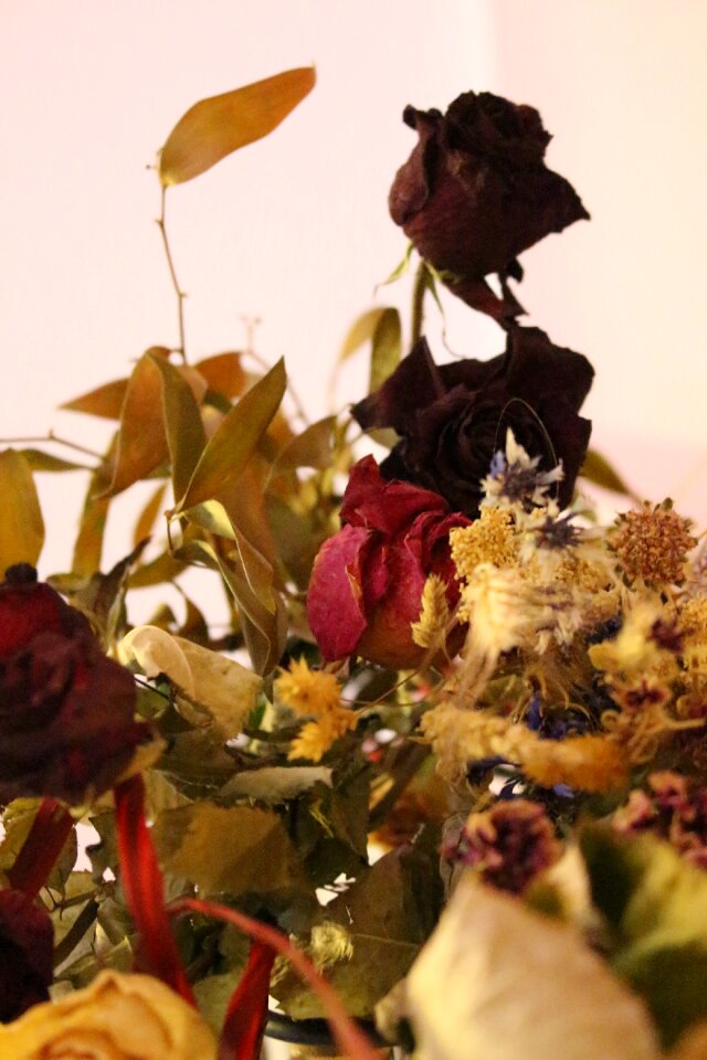 Free stock photo of dried, flower, rose