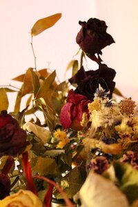 Free stock photo of dried, flower, rose