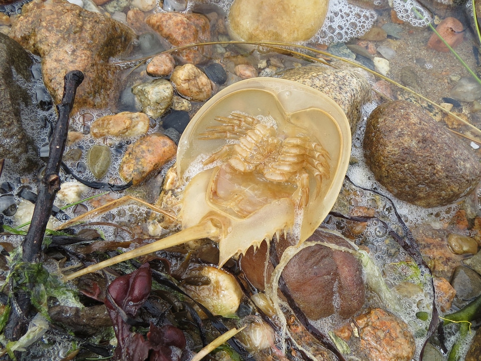 Beach sea marine photo