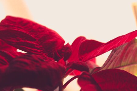 Free stock photo of flower, red