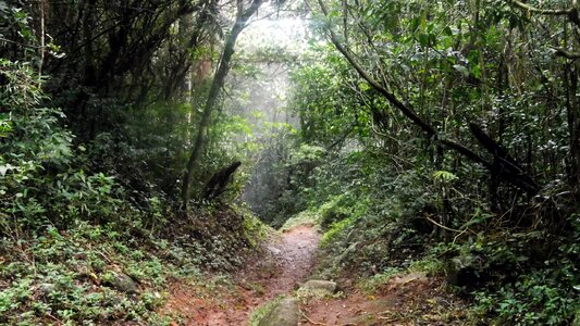 Free stock photo of forest, trail, trees