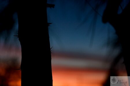 Free stock photo of sunset, theme light, throns