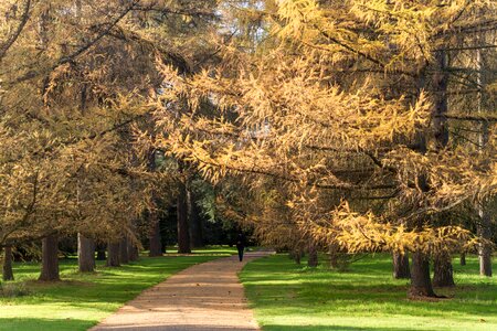 Free stock photo of nature, sunshine, tree