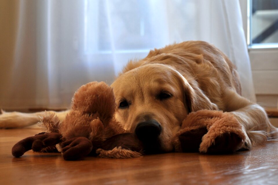 Brown Long Coated Dog Lying in Front of White Curtain