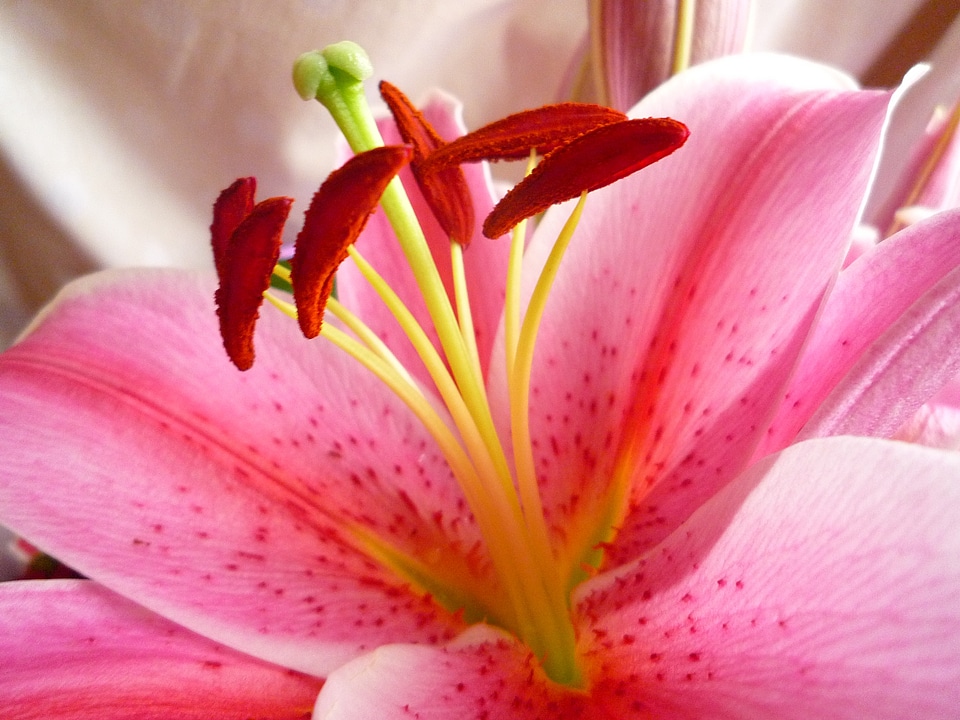 Lilies petals macro