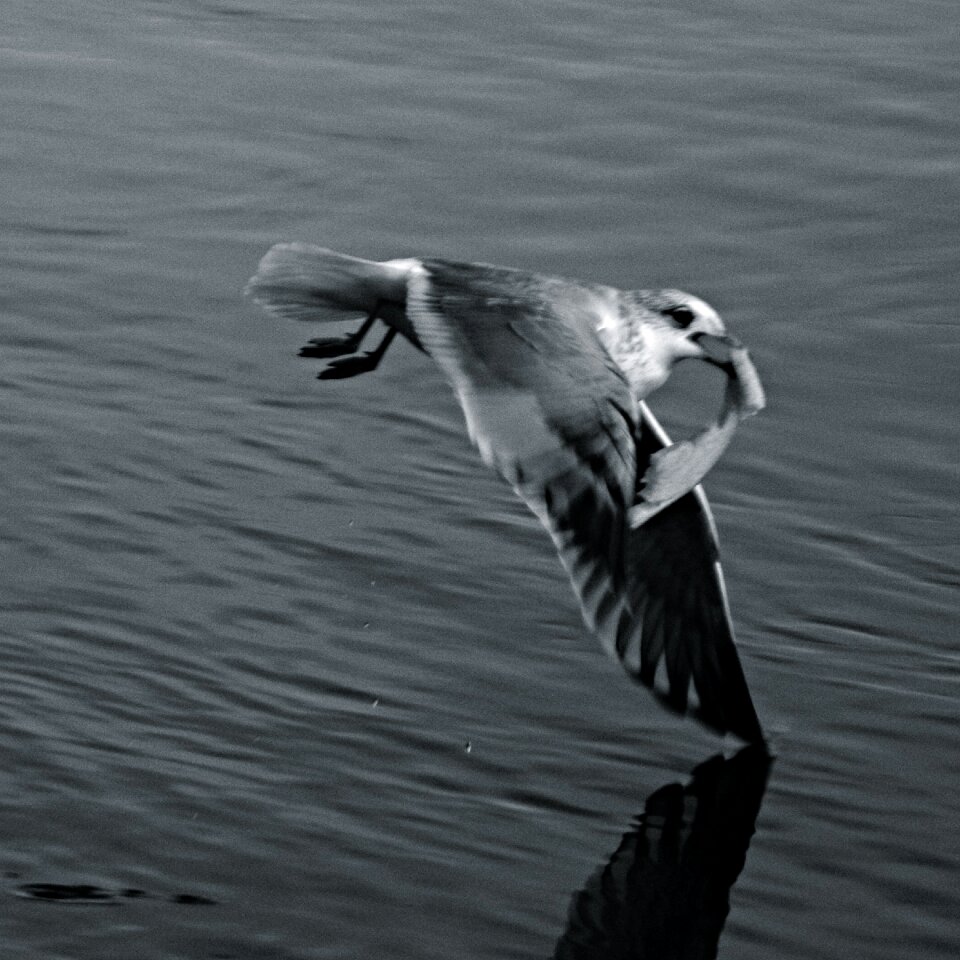 Free stock photo of action, animal, black and-white