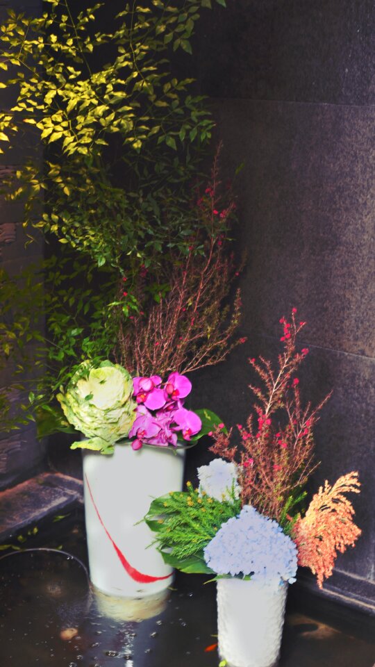 Free stock photo of flower