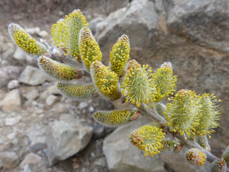 Buds polen macro
