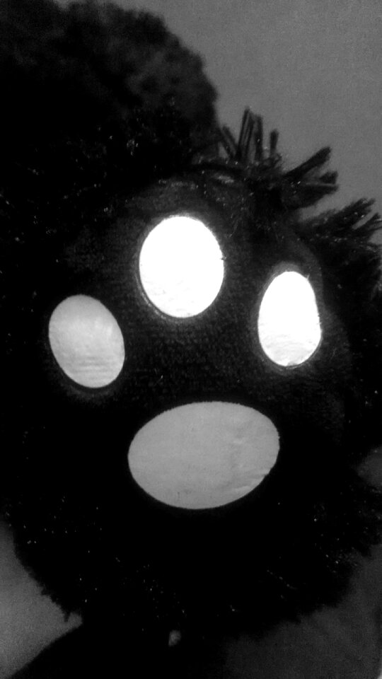 Free stock photo of night, paw