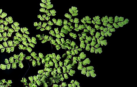 Free stock photo of adiantum, adiantum raddianum, black