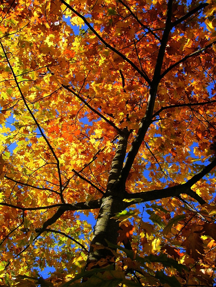 Leaves golden autumn yellow photo