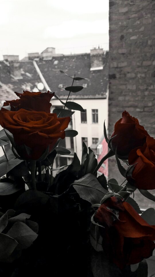 Free stock photo of flowers, roses, theme details
