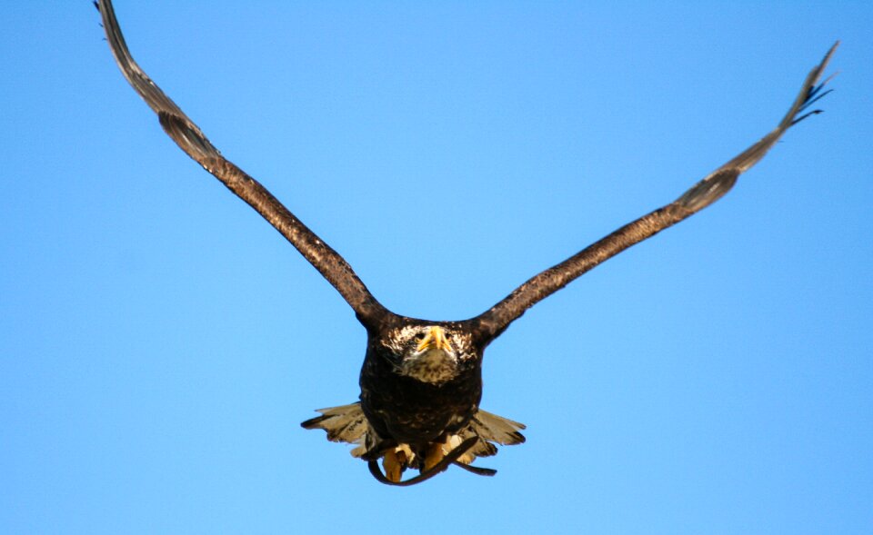 Free stock photo of eagle, feathers, flight