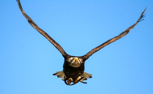 Free stock photo of eagle, feathers, flight photo