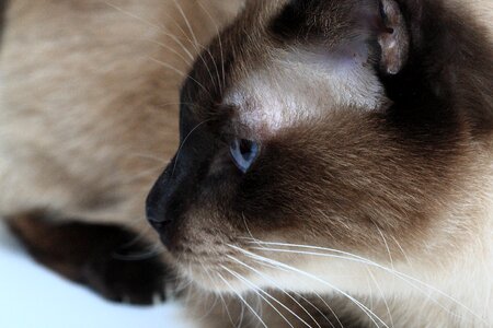 Free stock photo of brown, cat, detail photo