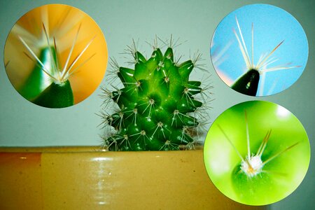 Free stock photo of cactus, details, plant photo