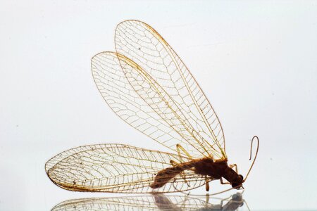 Free stock photo of insect, theme details photo