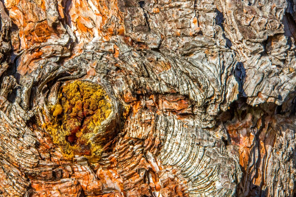 Free stock photo of bark, brown, macro