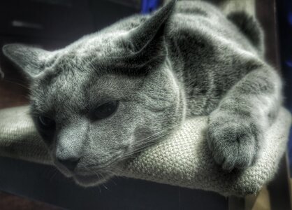 Free stock photo of cat, melancholy, russian blue photo