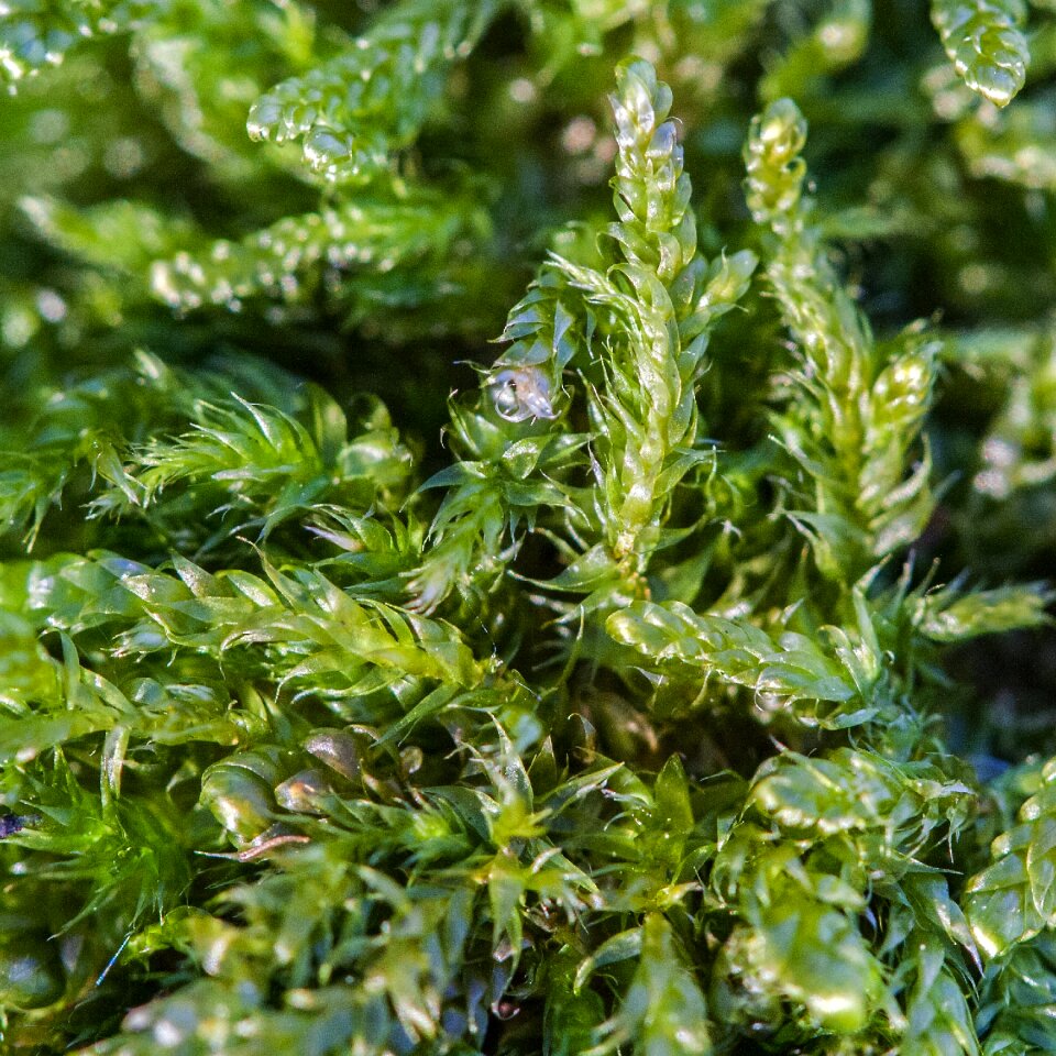 Free stock photo of flora, green, nature